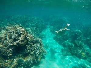A diver exploring colorful coral reefs beneath clear blue waters, with sunlight filtering through the surface.