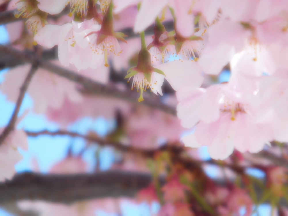 Fotografia selettiva di fiori dai petali rosa