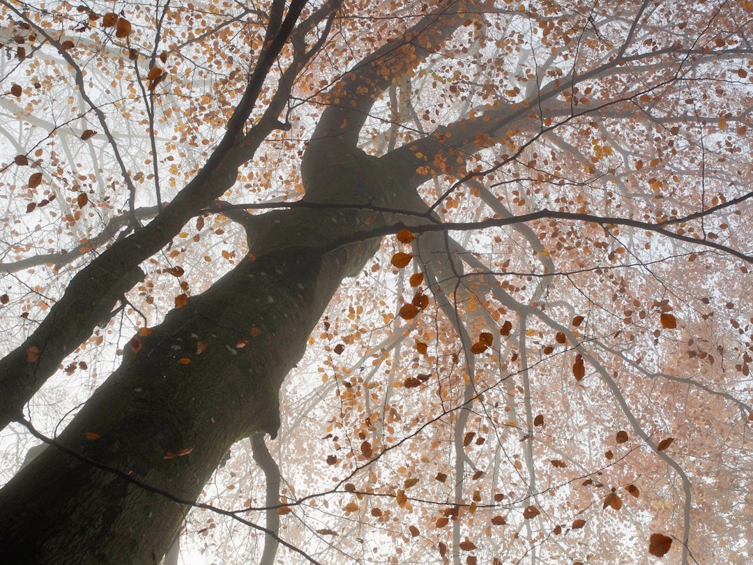 brown tree