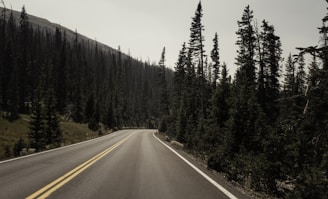 empty gray concrete road between trees during daytime