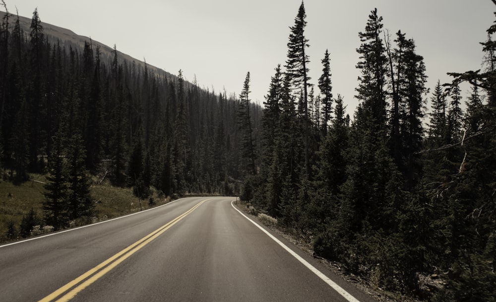 route en béton gris vide entre les arbres pendant la journée