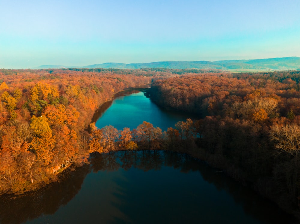 árboles verdes y marrones junto al río durante el día