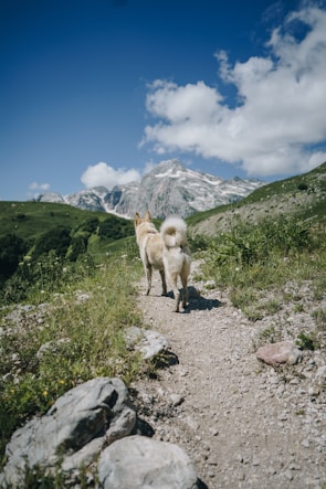 adult white Siberian husky on stone road mountain and mountains at the distance