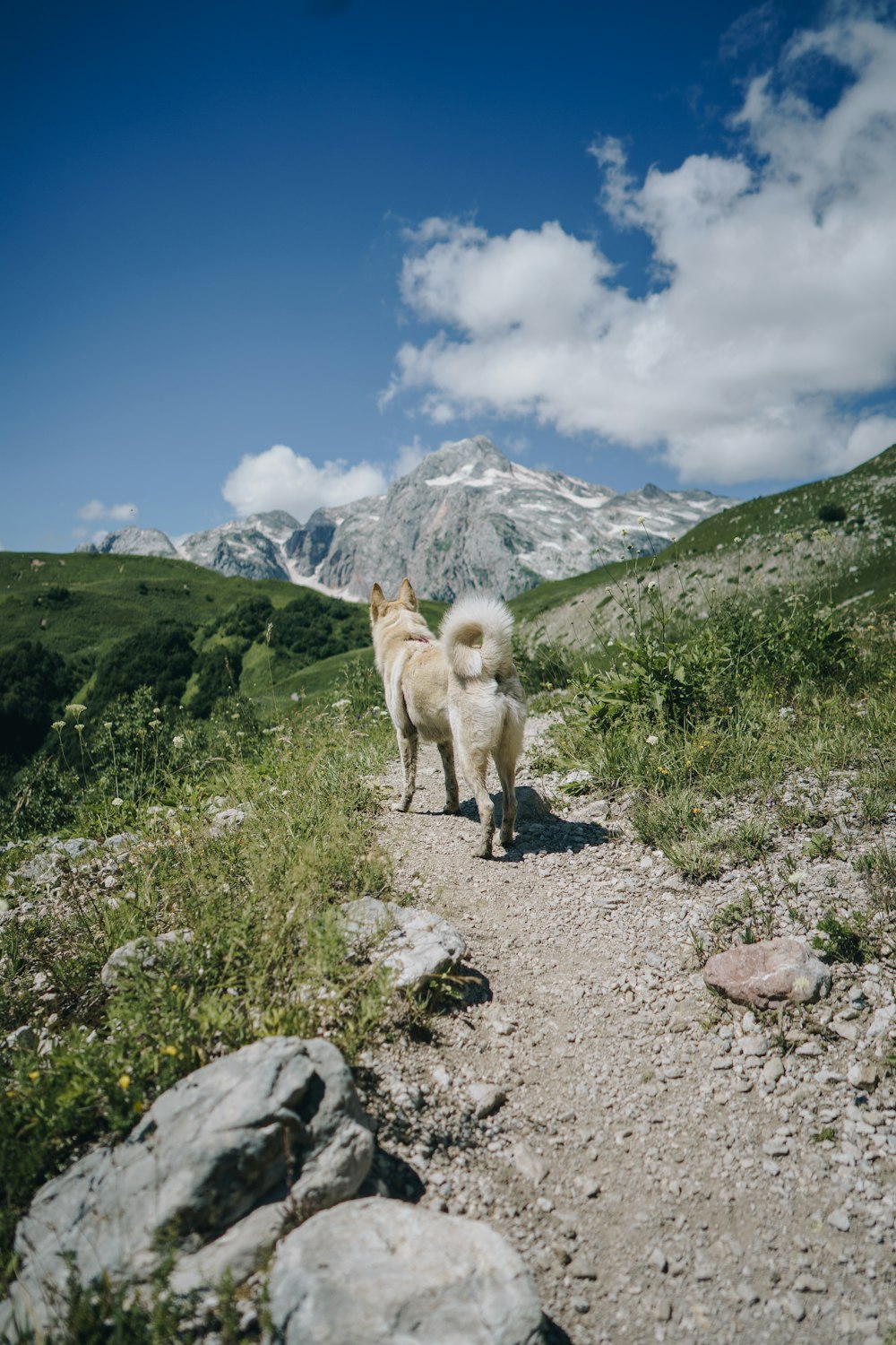 adult white Siberian husky on stone road mountain and mountains at the distance