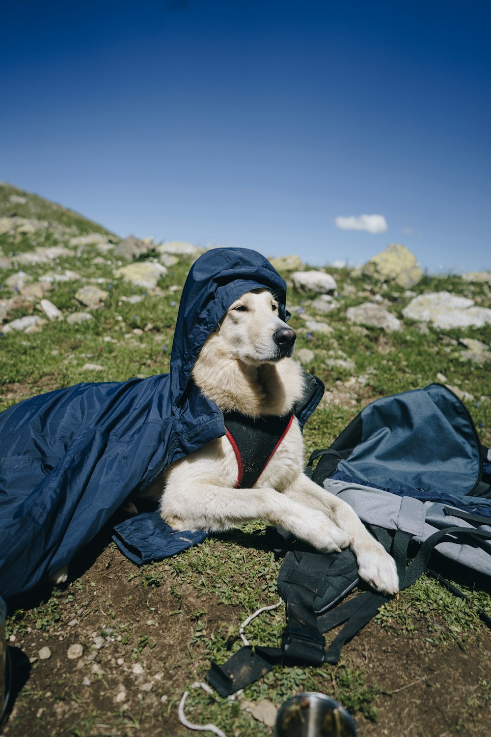 Beigefarbener Hund mit kurzem Fell auf grünem Gras während des Tages