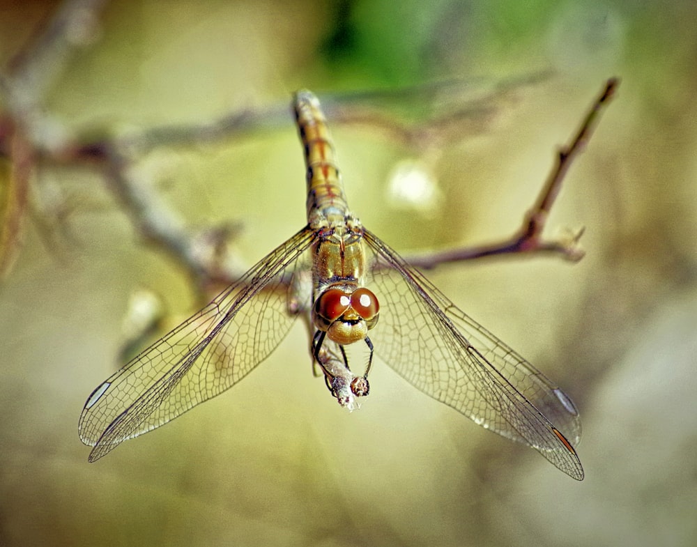dragonfly close-up photography