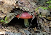 A red mushroom with a white stem is partially covered by dry, brown leaves on a forest floor. Small green plants and twigs are scattered around, creating a natural and earthy setting.