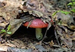 A red mushroom with a white stem is partially covered by dry, brown leaves on a forest floor. Small green plants and twigs are scattered around, creating a natural and earthy setting.