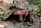 A red mushroom with a white stem is partially covered by dry, brown leaves on a forest floor. Small green plants and twigs are scattered around, creating a natural and earthy setting.