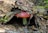 A red mushroom with a white stem is partially covered by dry, brown leaves on a forest floor. Small green plants and twigs are scattered around, creating a natural and earthy setting.