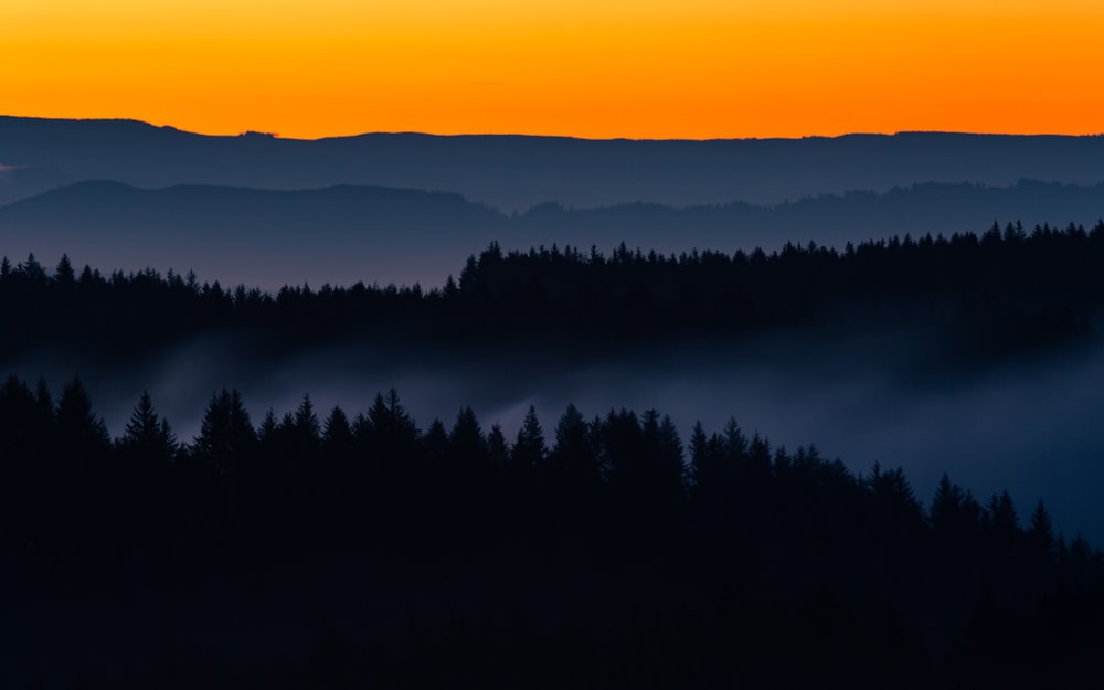 silhouette of trees during golden hour