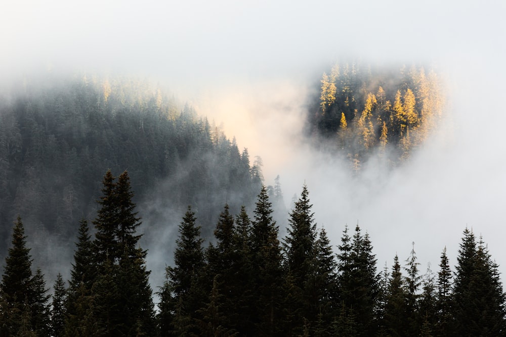 trees near mountains