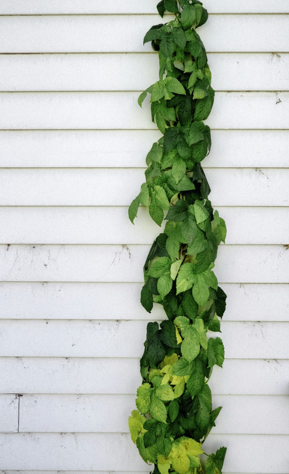 Planta de vid verde cerca de la pared