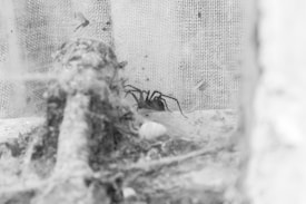 A black-and-white image of a spider situated in a web-like setting. The background features a mesh, possibly a screen or netting. The foreground includes debris and a small shell, adding texture and detail.