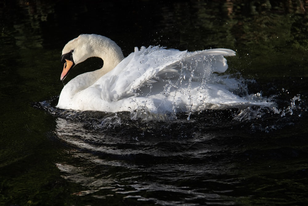 swan in water