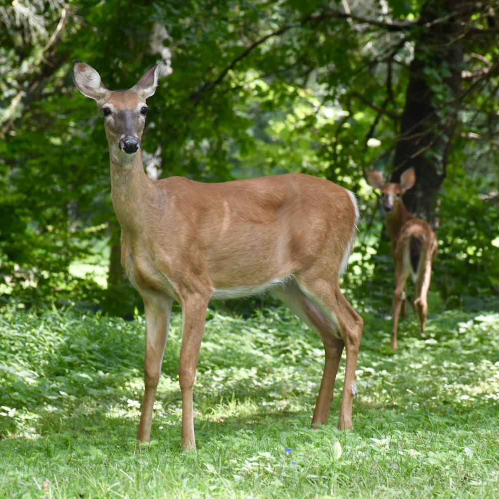two brown deers standing on green grass