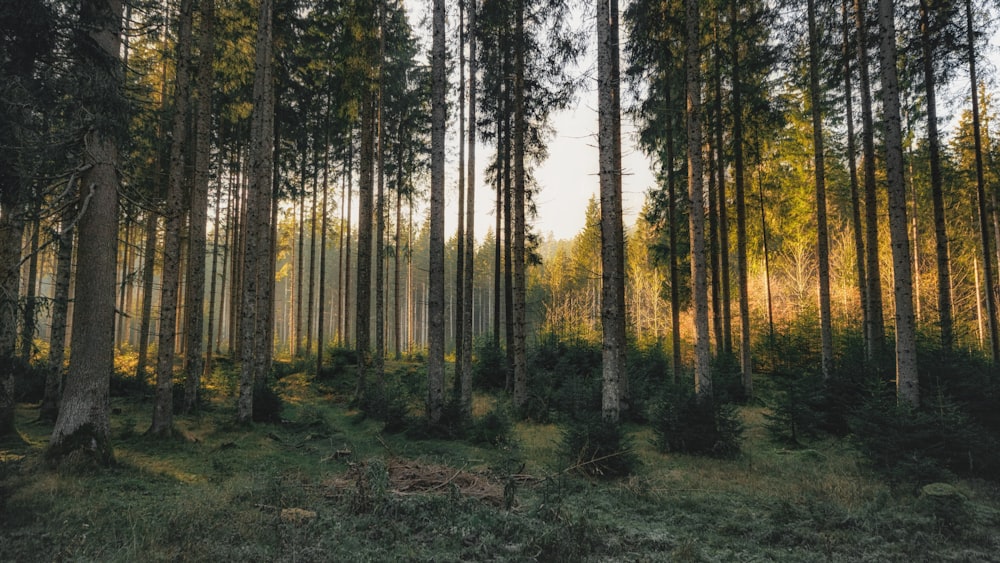 Grüne Bäume unter blauem Himmel