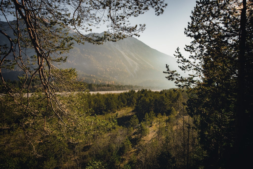 green-leafed trees