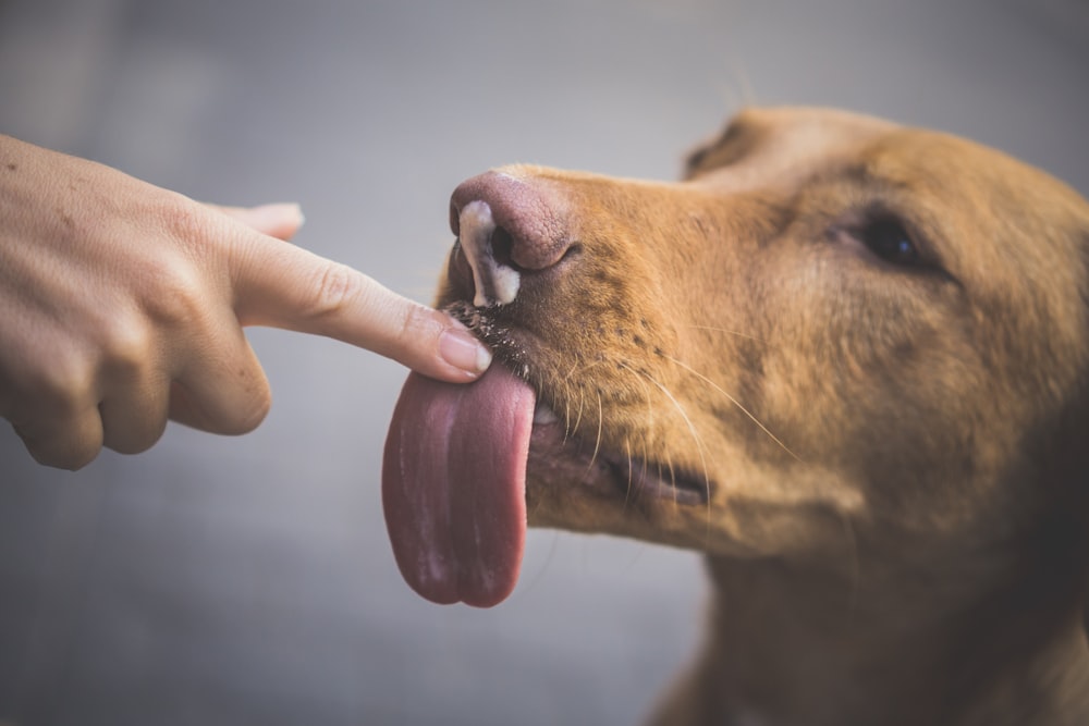 personne mettant le doigt sur la langue du chien