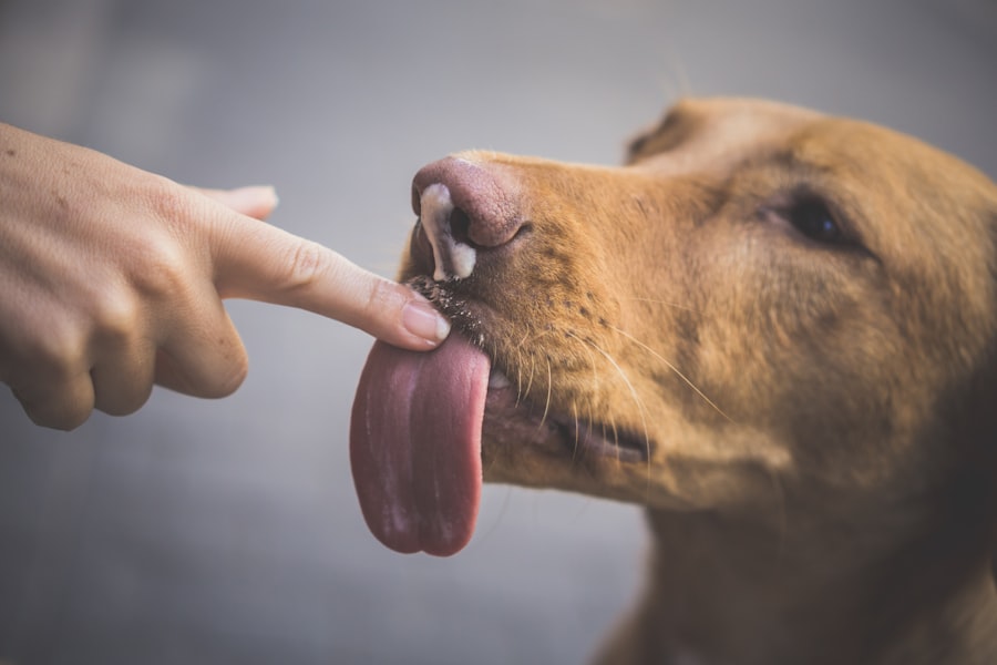 Golden retriever licking its front paw repeatedly on a living room rug