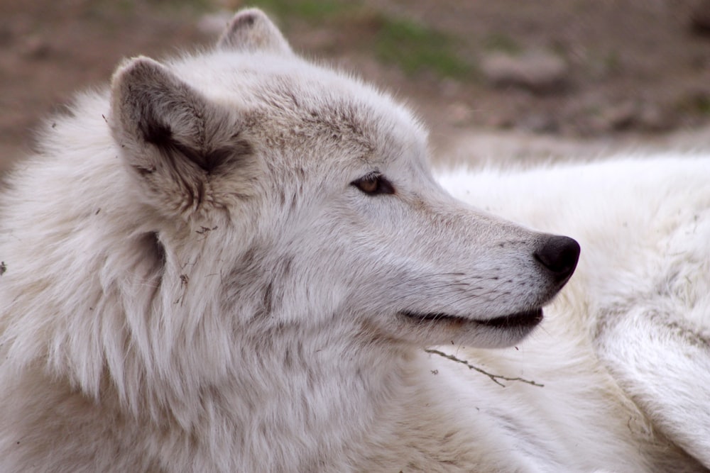 adult long-coated white dog