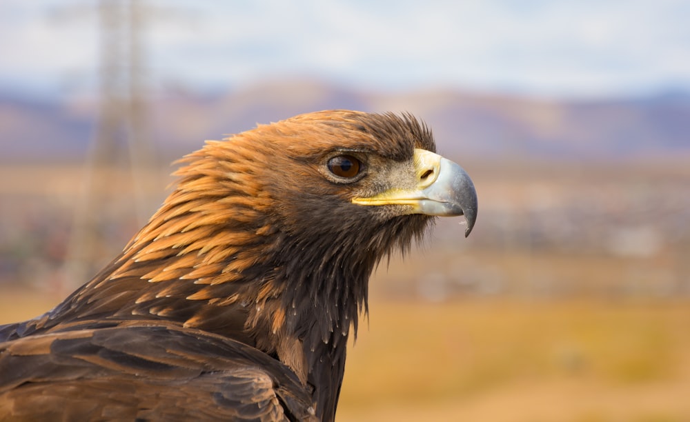 brown eagle in close-up photography