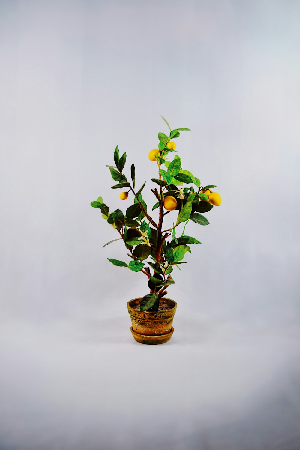 tangerine plant