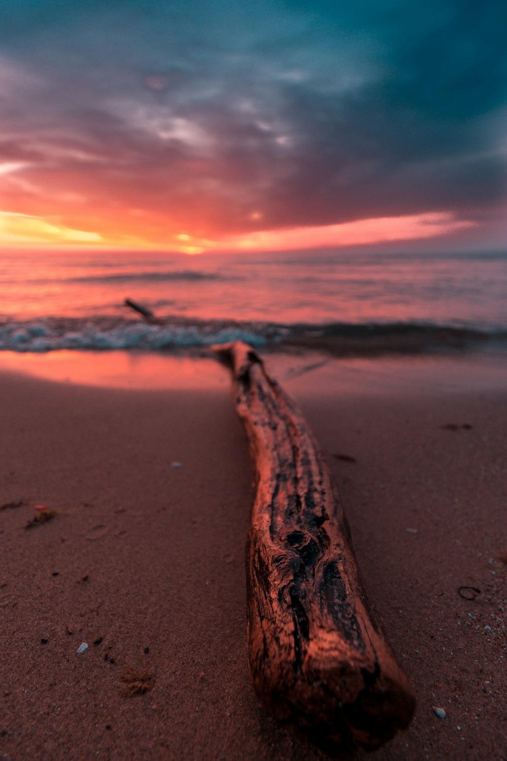 brown twig near shoreline