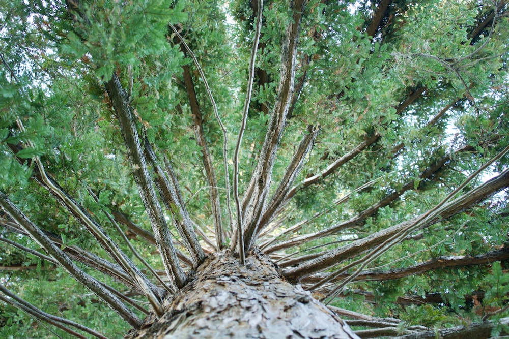 low angle photography of green tree during daytime