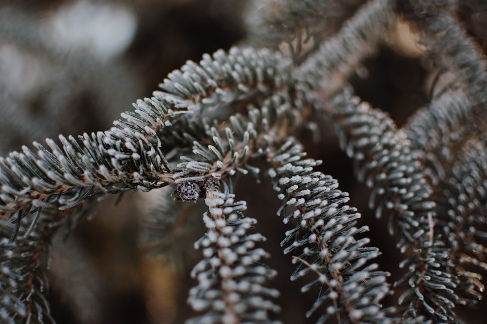 a close up of a pine tree branch