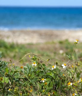 Close-up of colorful flowers with ocean waves in the background.