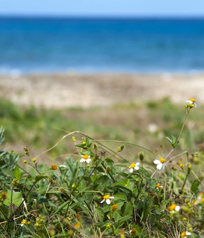 A close-up of wildflowers blooming beside a sandy trail near the coast.