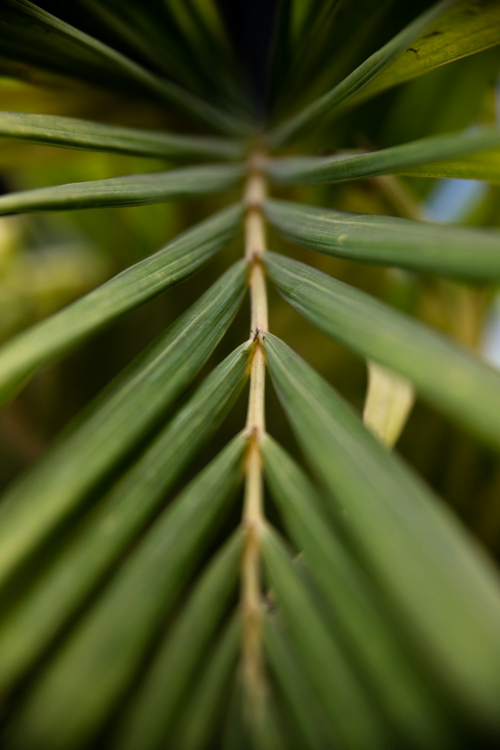 folhas verdes na lente macro