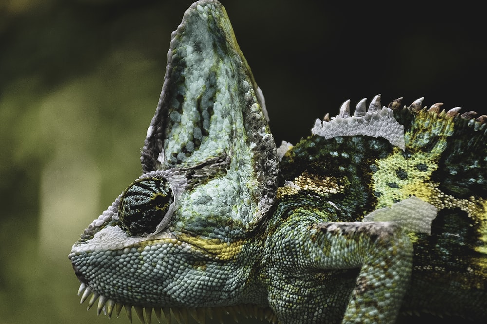 wildlife photo of green and white chameleon