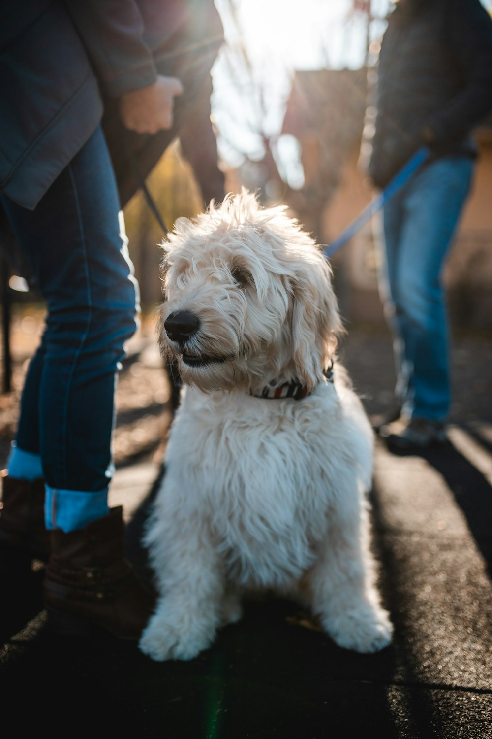 long-coated white dog on ground beside people wearing denim jeans