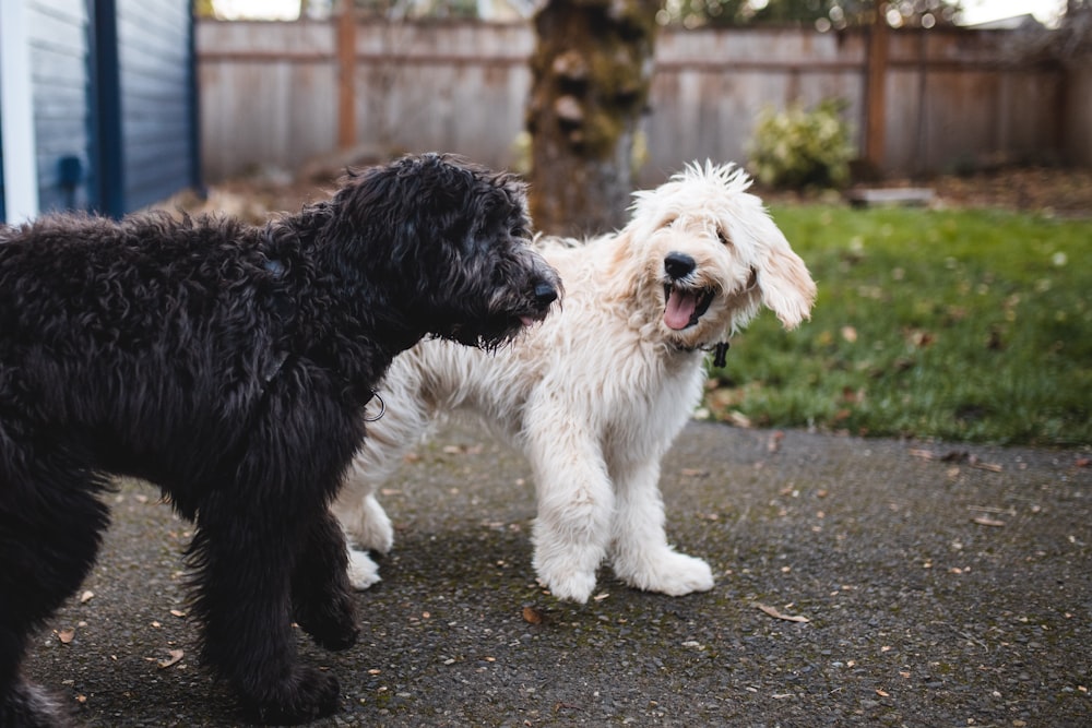 two black and white dogs walking at pathway