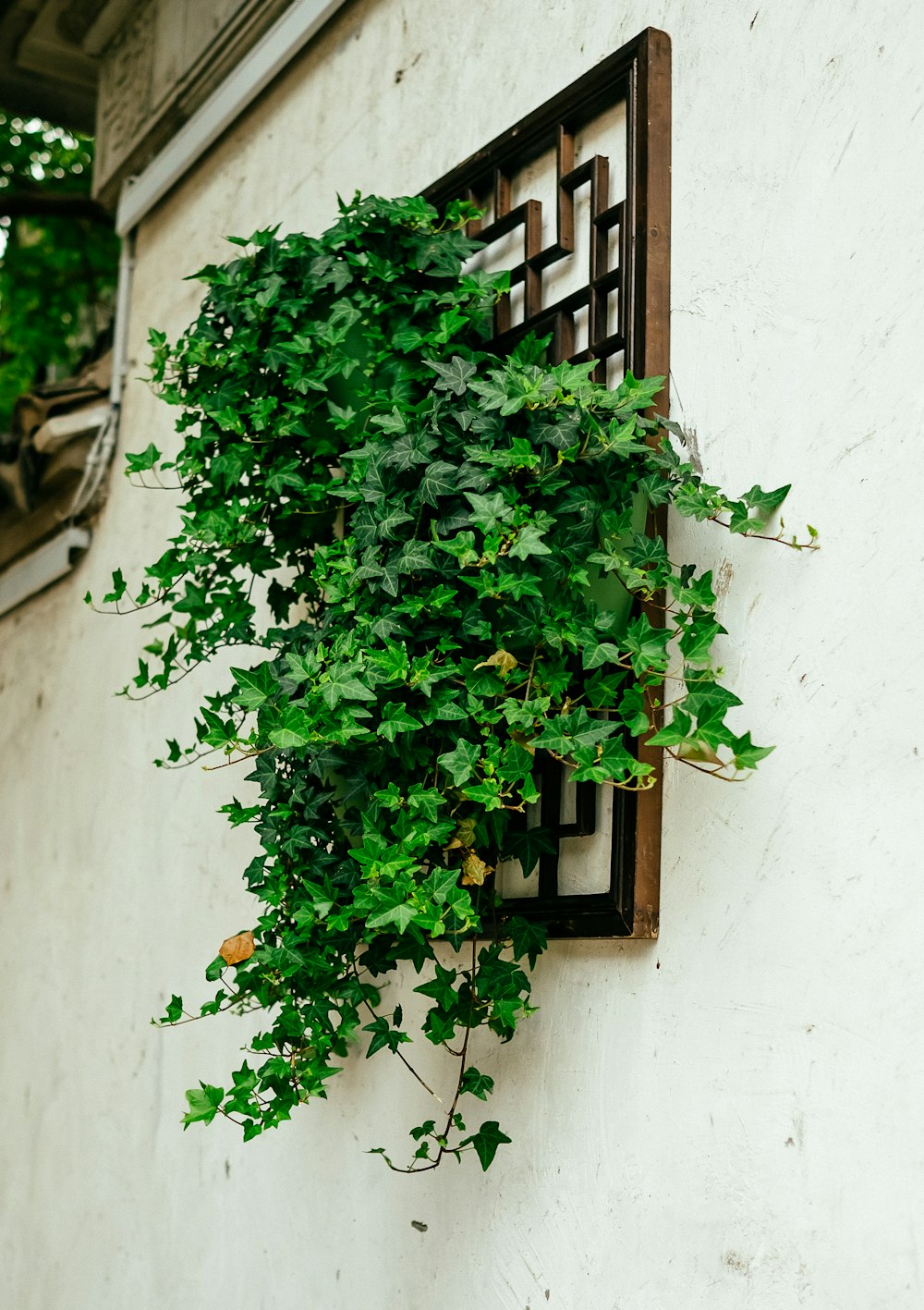 grüne Efeupflanze, die aus dem Fenster wächst