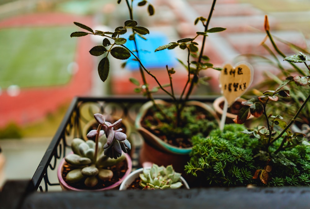 green-leafed plant closeup photography