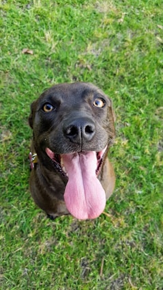 A happy dog playing in a green park with its owner.