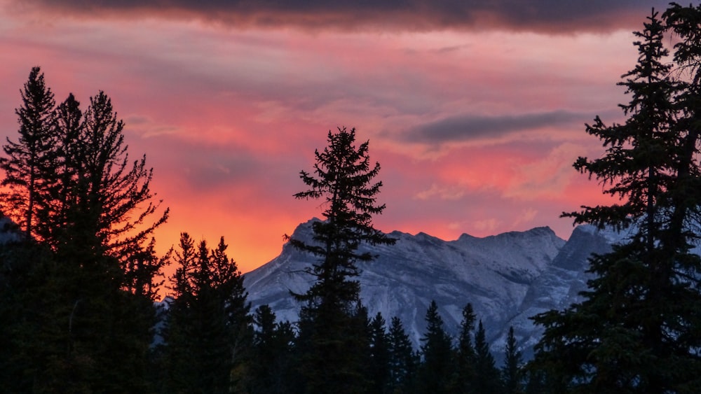 silhouette of trees during golden hour with view of snow-capped mountains