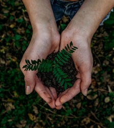 green plant