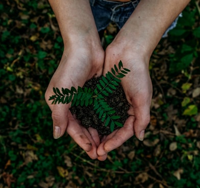 green plant