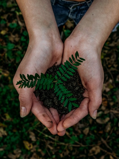 green plant