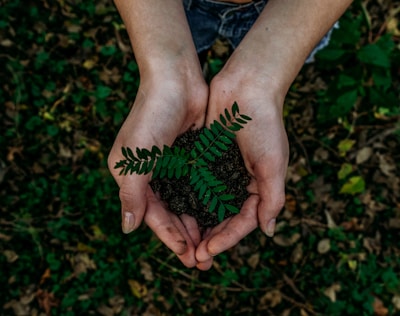 green plant