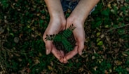 green plant