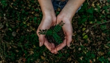 green plant