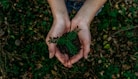 green plant