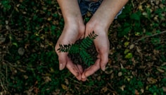 green plant
