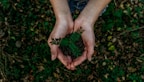 green plant