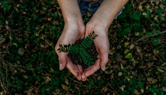 two hands holding a green plant